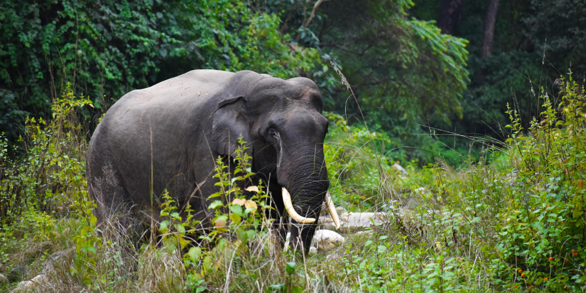 Elephant Safari in Jim Corbett National Park