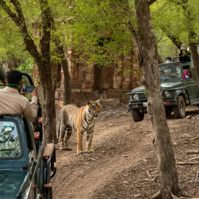 Maruti Gypsy Jeep Safari in Jim Corbett