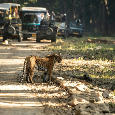 Corbett Tiger Tour Package