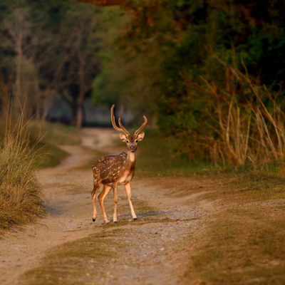Delhi to Corbett Weekend Tour